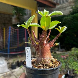 2409 01 Arabicum Red Skin F3