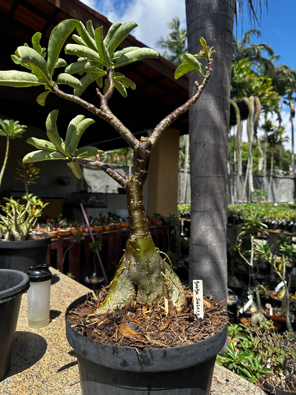 2409 02 Baobá Caudex Black Singela (Leilão)