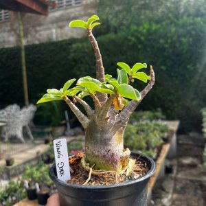 2409 02 Arabicum Wang Dork F3