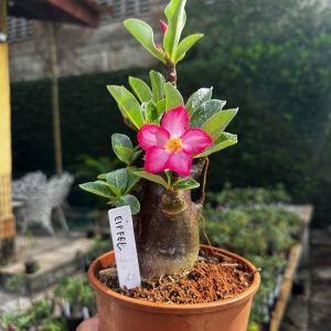 2409 03 Arabicum Eiffel F3
