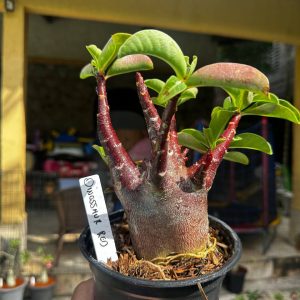 2409 04 Arabicum Dinossaur Red F3