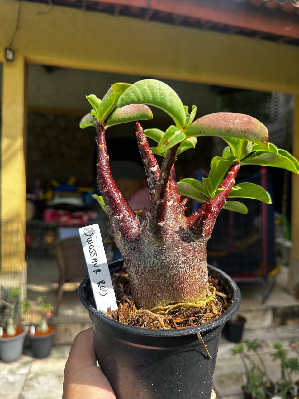 2409 04 Arabicum Dinossaur Red F3