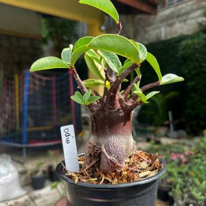 2409 05 Arabicum Odin F3