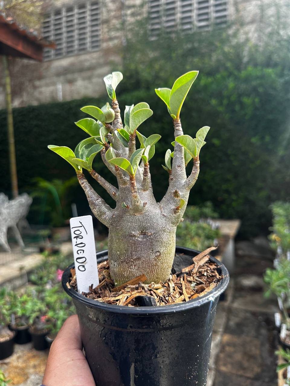 2409 06 Arabicum Torpedo F3