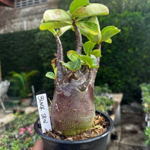 2409 07 Arabicum Black Skin F3