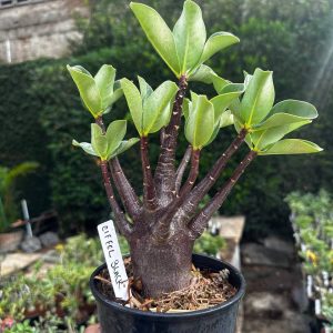 2409 08 Arabicum Eiffel Black F3