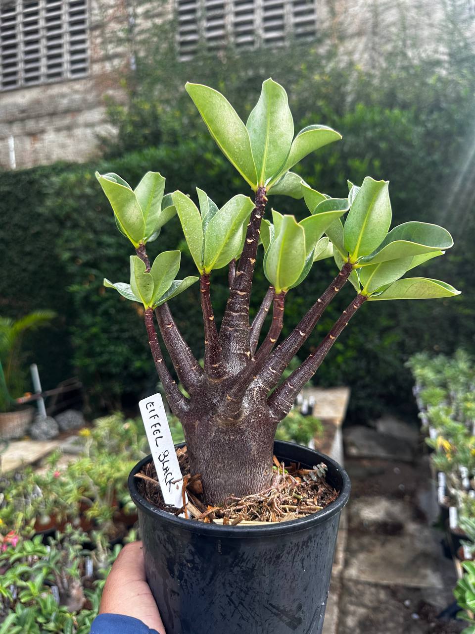 2409 08 Arabicum Eiffel Black F3