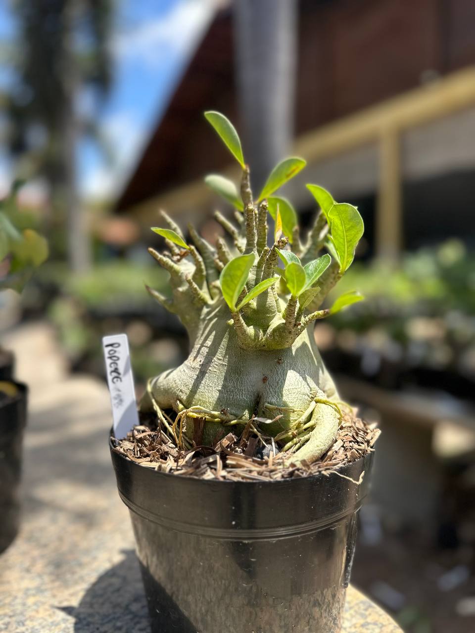 2409 10 Rosa do Deserto Popeye (Leilão)