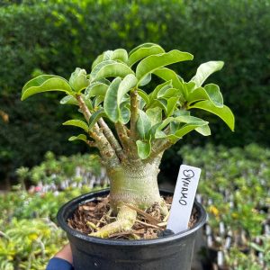 2409 11 Arabicum Dynamo F3