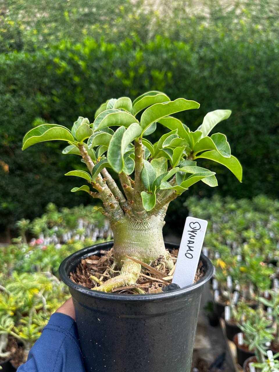 2409 11 Arabicum Dynamo F3