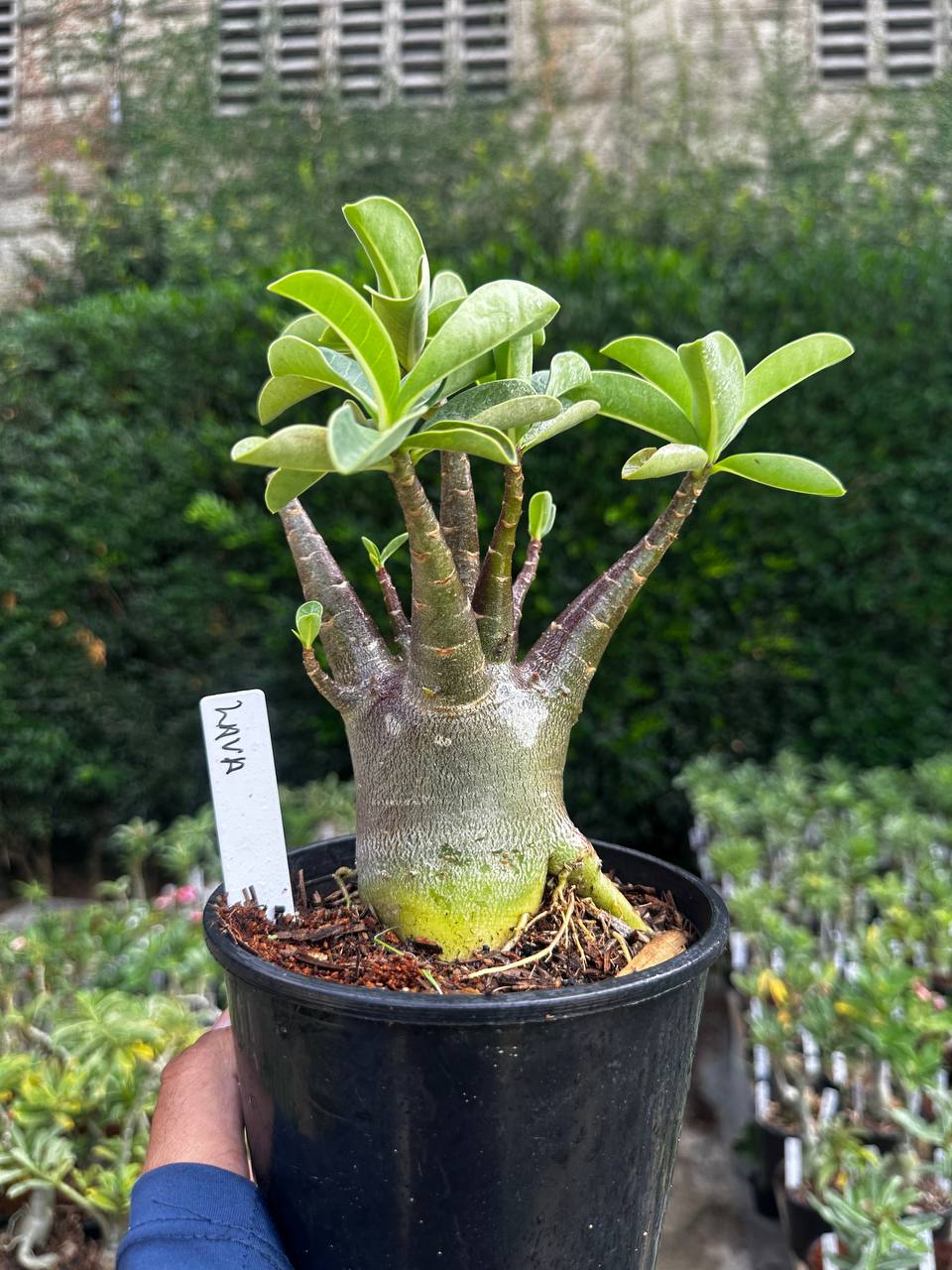 2409 12 Arabicum Lava F3