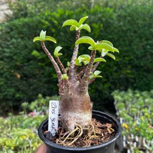 2409 13 Arabicum Zeus Black F3