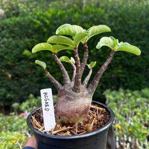 2409 15 Arabicum Asgard F3