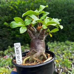 2409 16 Arabicum Darckseid F3