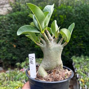 2409 17 Arabicum Czar F3