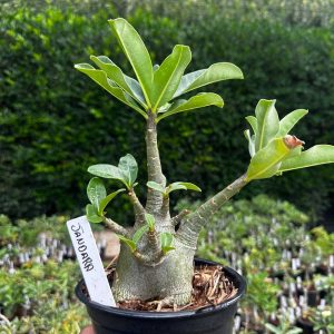2409 20 Arabicum Jandara F3