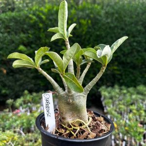 2409 21 Arabicum Dhofarense F3