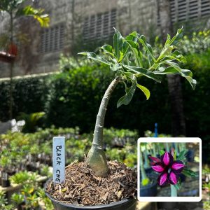 2409 25 Rosa do Deserto Black Cherry