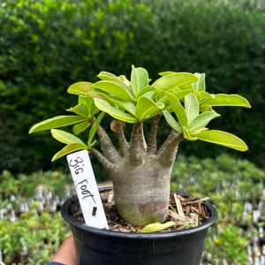 2409 29 Arabicum Big Foot F3