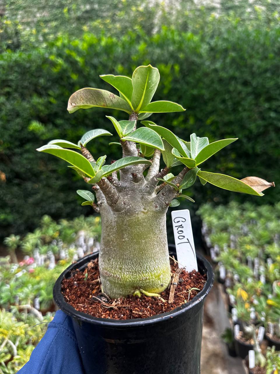 2409 32 Arabicum Groot F3