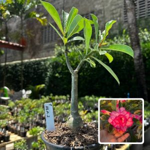 2409 35 Rosa do Deserto Arm 1