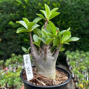 2409 35 Arabicum PBN soco F3