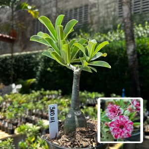 2409 39 Rosa do Deserto BRD 111