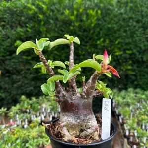 2409 41 Arabicum Low F3