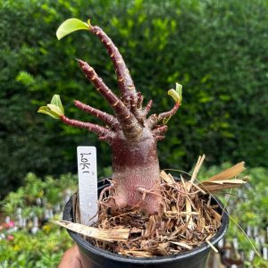 2409 42 Arabicum Loki F3