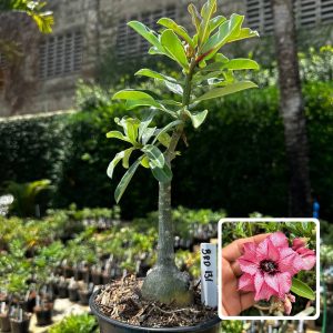 2409 43 Rosa do Deserto Brd 131