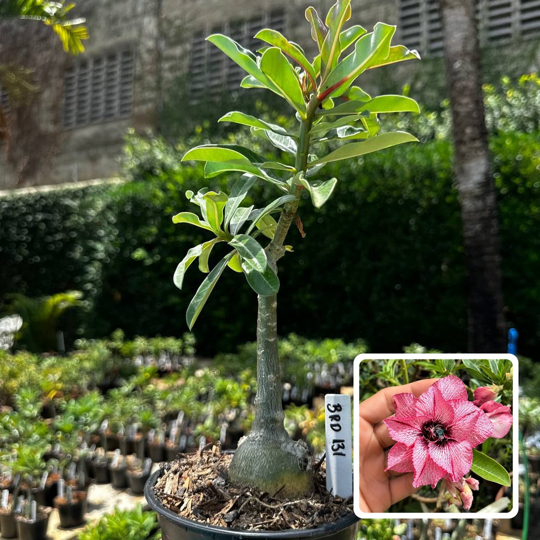2409 43 Rosa do Deserto Brd 131
