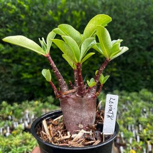2409 43 Arabicum Leviatã F3