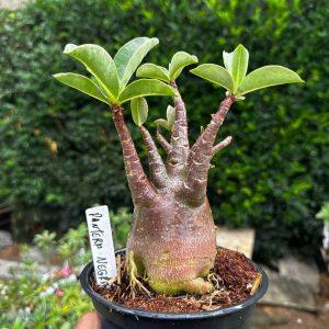 2409 46 Arabicum Pantera Negra F3