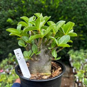 2409 47 Arabicum Urus F3