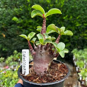 2409 48 Arabicum Espinossauro F3