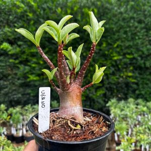 2409 51 Arabicum Urano F3