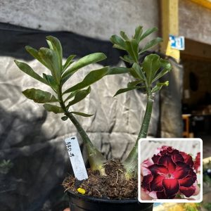 2409 66 Rosa do Deserto Brd 8