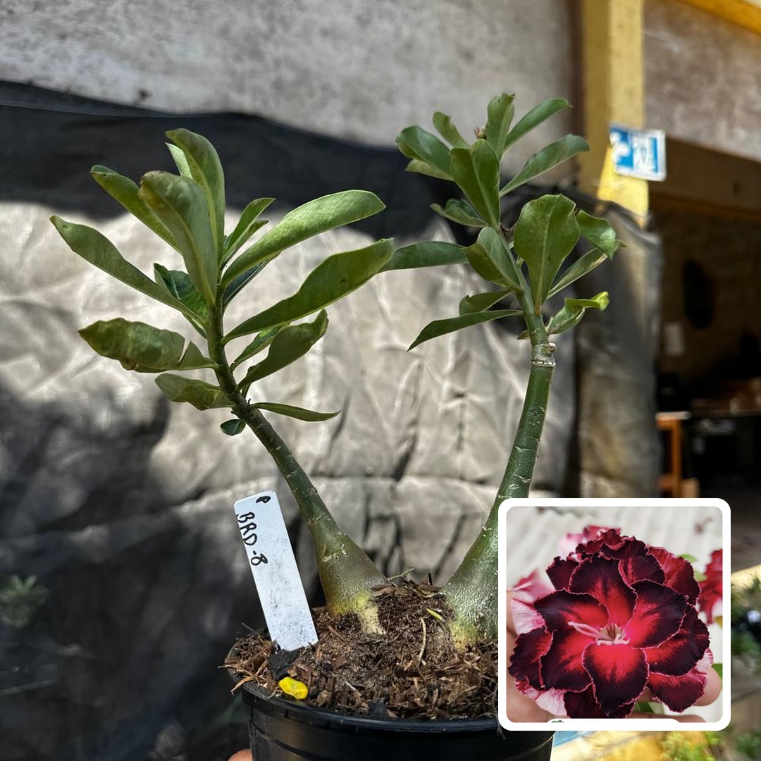 2409 66 Rosa do Deserto Brd 8