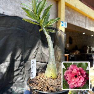 2409 68 Rosa do Deserto Crisom Tide