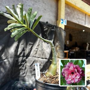 2409 69 Rosa do Deserto Crimson Tide