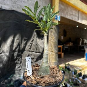 2409 72 Rosa do Deserto Canan 15