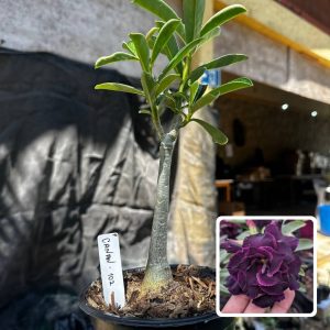 2409 78 Rosa do Deserto Canan 102