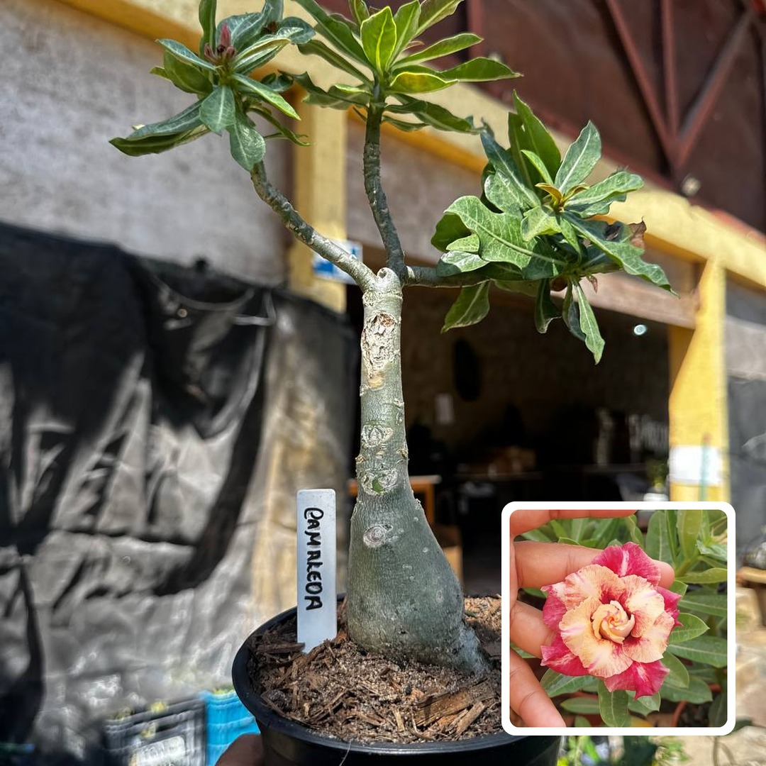 2409 89 Rosa do Deserto Camaleoa