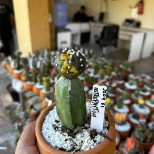 2509 01 Cacto Astrophytum Asteria Variegata