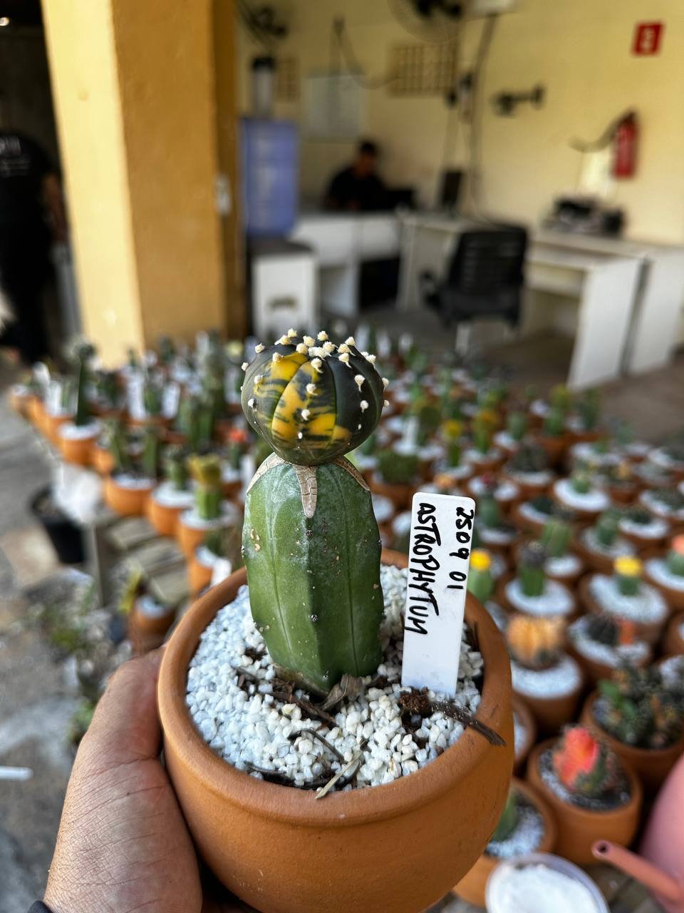 2509 01 Cacto Astrophytum Asteria Variegata