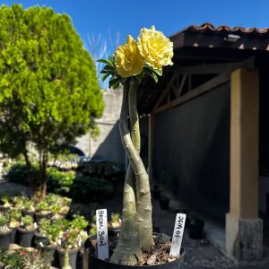 2609 01 ROSA DO DESERTO BRIDAL BUQUÊ 💐 (RAPUNZEL)