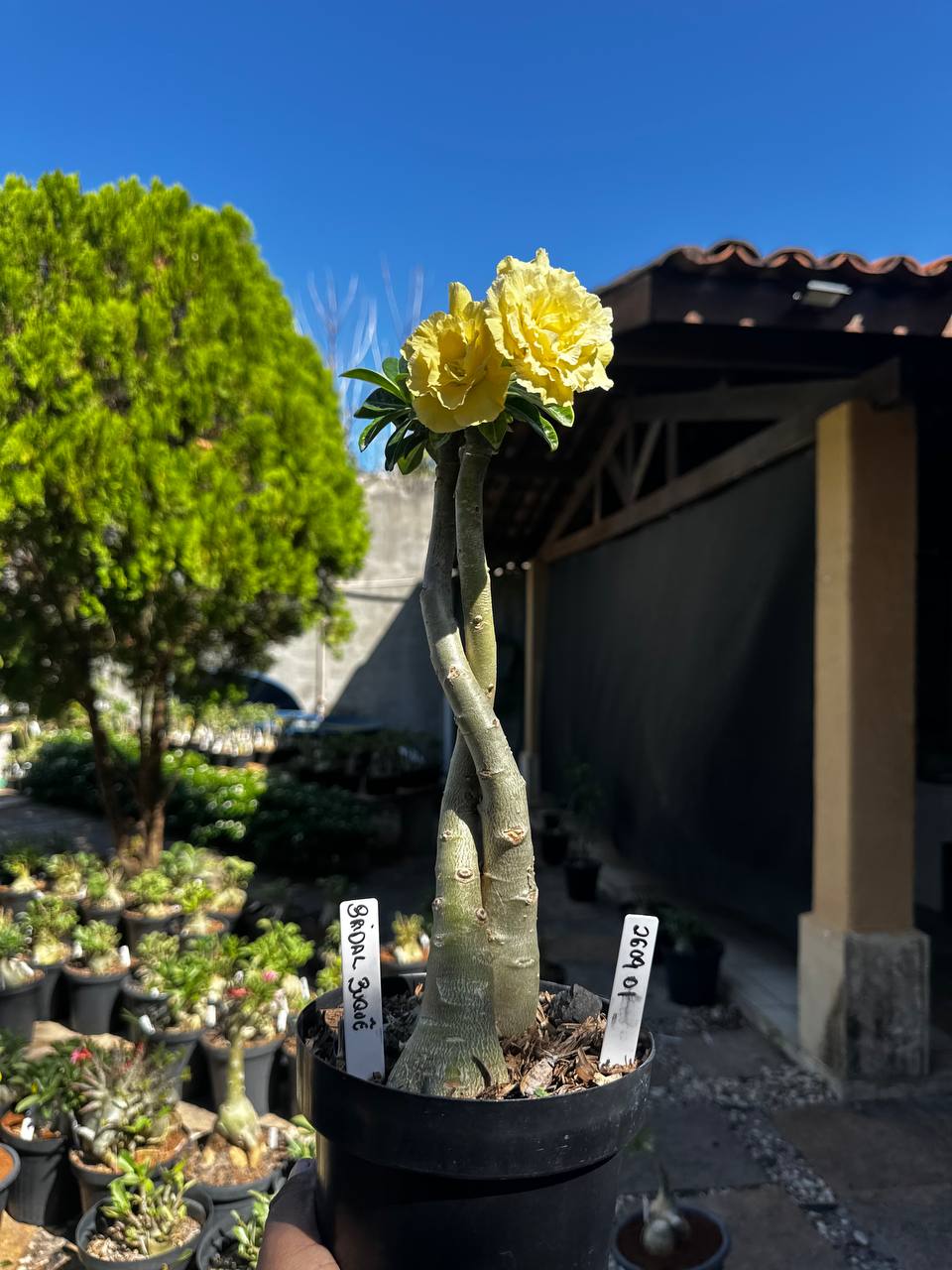 2609 01 ROSA DO DESERTO BRIDAL BUQUÊ 💐 (RAPUNZEL)