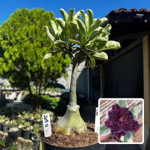 2609 01 Big Caudex Ceu Estrelado Variegata