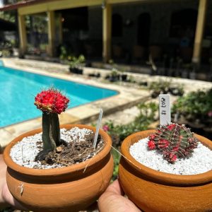 2609 01 Cacto Gymnocalicium Kit 2uni