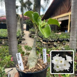 2609 02 Rosa do Deserto Swazicum White